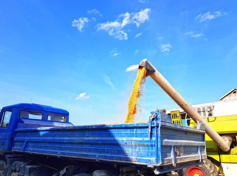 Corn harvester unloading corn on truck.