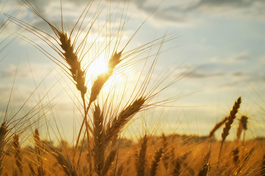 Cereal of wheat